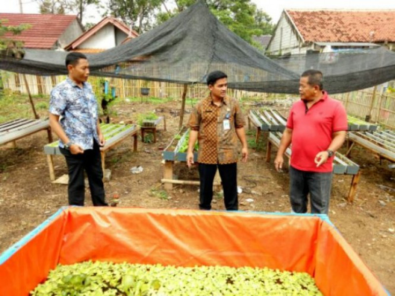 IMG-pengembangan-bibit-tanaman-hasilkan-sayuran-sehat