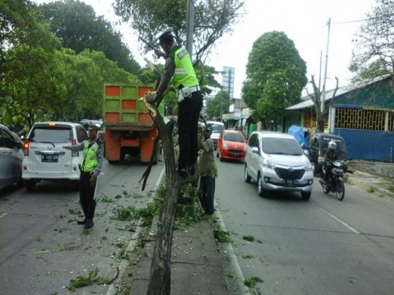 IMG-kanit-lantas-polsek-neglasari-bersama-anggota-evakuasi-pohon-yang-tumbang-di-jalan-suryadharma