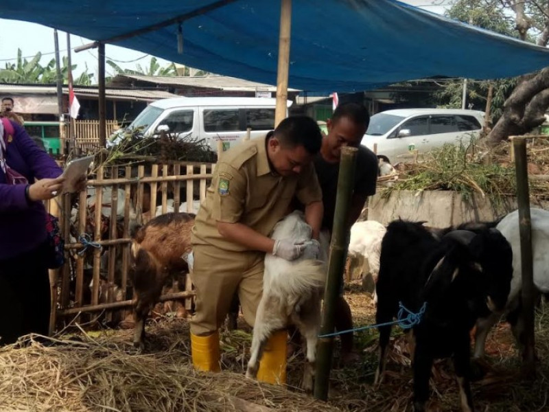 IMG-kesehatan-hewan-kurban-di-kota-tangerang-mulai-diperiksa-yang-layak-dipasang-stiker