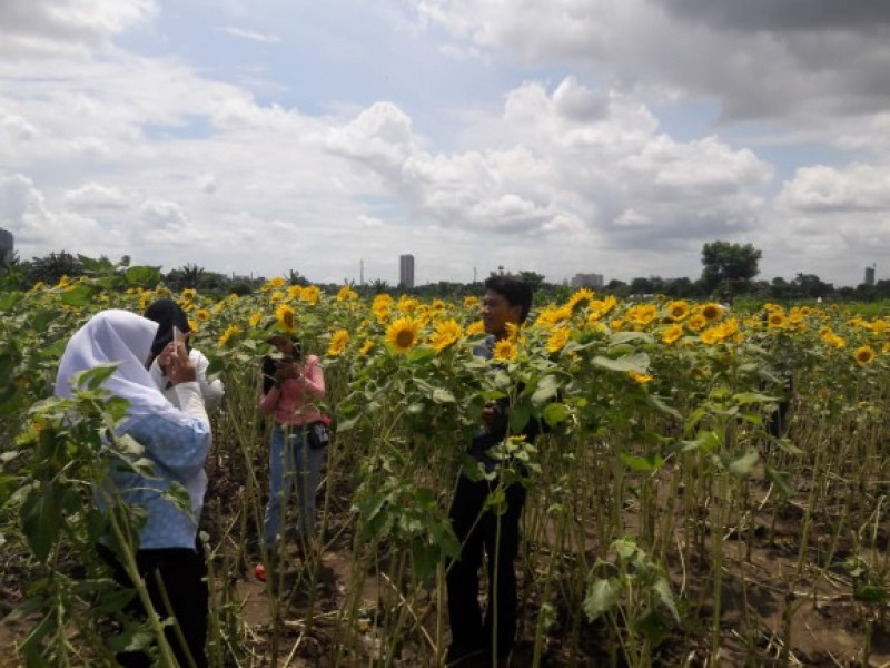 IMG-heboh-hutan-bunga-matahari-hadir-di-tangerang