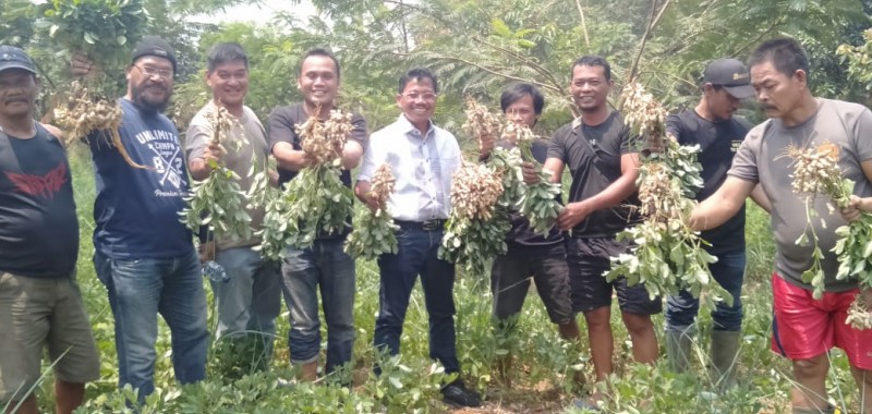 IMG-wakil-wali-kota-panen-kacang-tanah-di-banksasuci