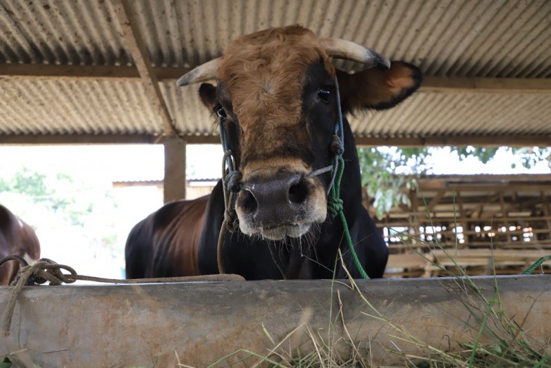 IMG-lapak-sapi-langganan-jokowi-di-kota-tangerang