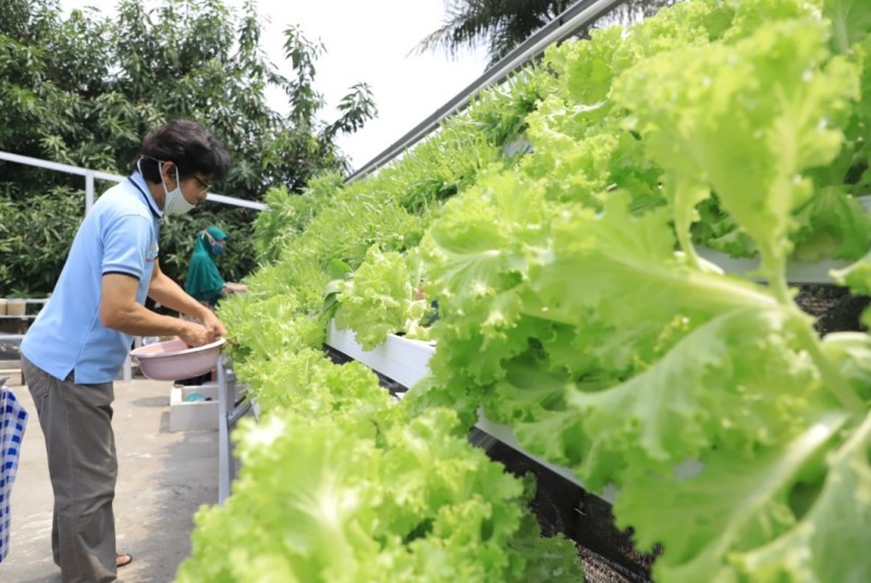 IMG-berkah-jadikan-atap-rumah-jadi-lahan-perkebunan