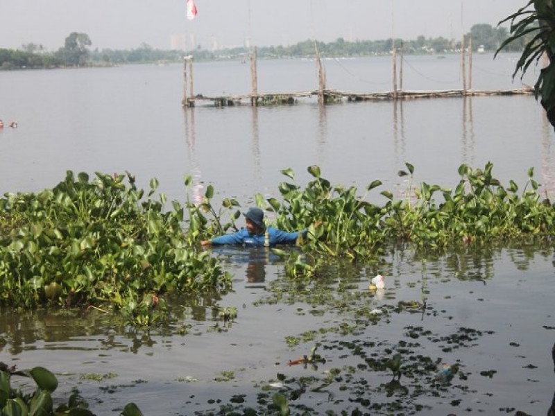 IMG-jaga-kebersihan-situ-cipondoh-eceng-gondok-rutin-dibersihkan