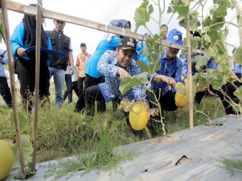 IMG-walikota-tangerang-panen-melon-bareng-warga