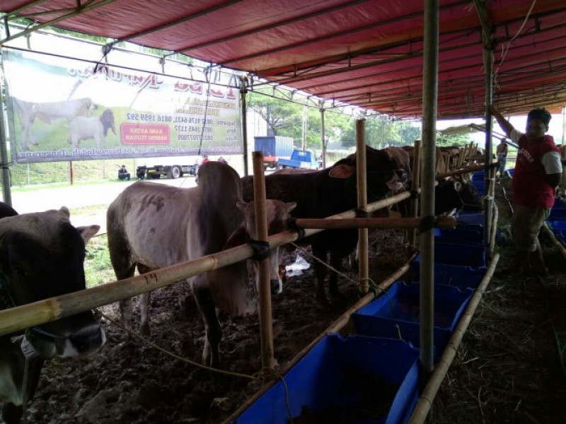 IMG-dkp-kota-tangerang-akan-sosialisasikan-kesehatan-dan-kesejahteraan-hewan-qurban