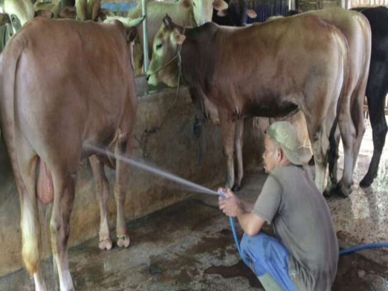 IMG-rajin-bersihkan-hewan-qurban-sanusi-mampu-jual-50-ekor-kambing-setiap-hari