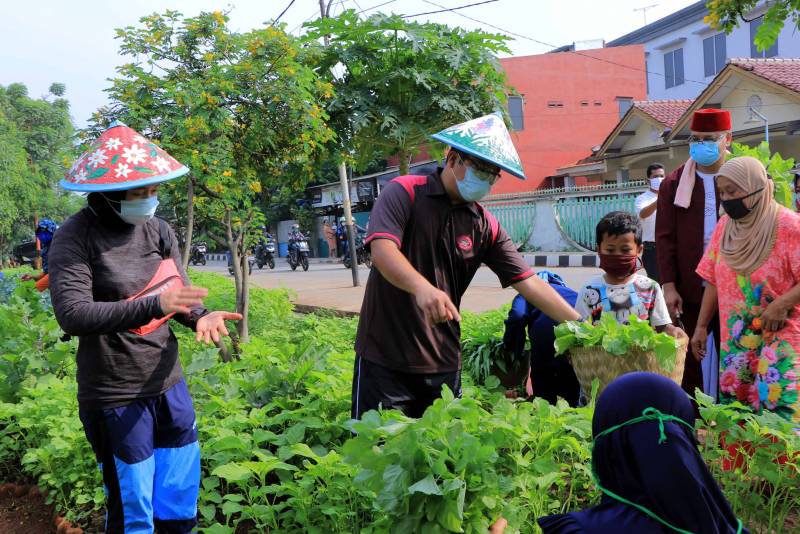 IMG-wali-kota-panen-sayuran-bersama-warga-di-ecofarm-mekarsari