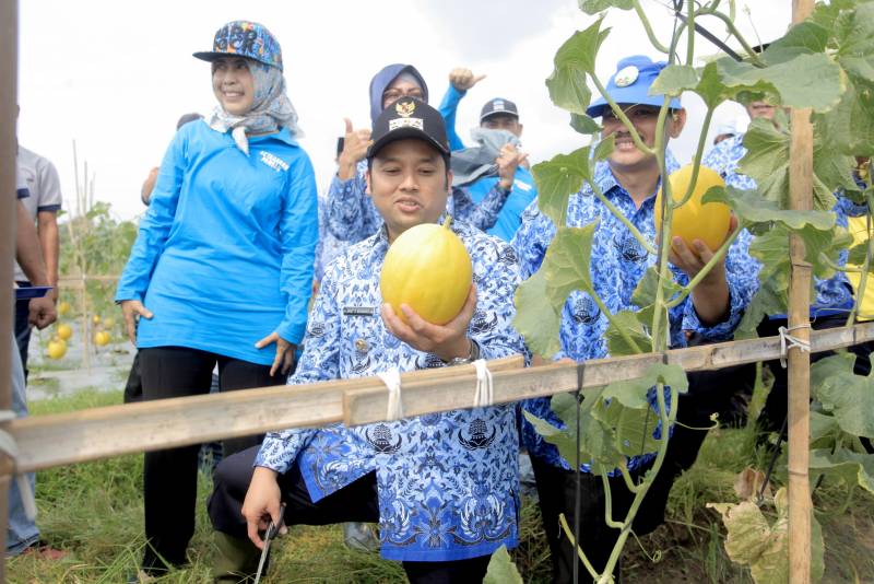 IMG-wali-kota-tangerang-panen-melon-bareng-warga