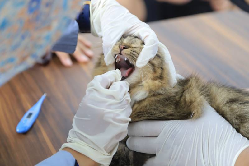 IMG-gebyar-vaksinasi-rabies-gratis-kota-tangerang