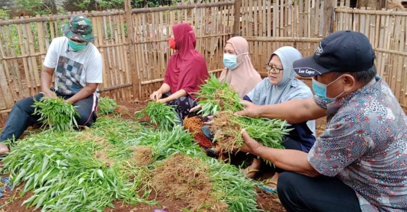 Kwt Berseri Sudimara Pinang Manfaatkan Lahan Tidur Jadi Produktif