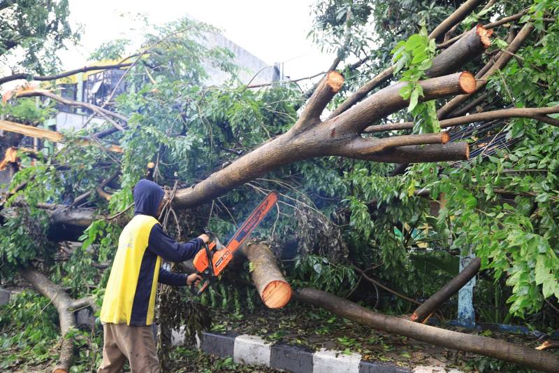 IMG-reaksi-cepat-pemkot-tangerang-tangani-pohon-tumbang