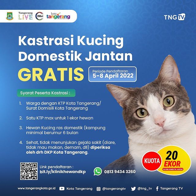 IMG-kastrasi-kucing-domestik-jantan