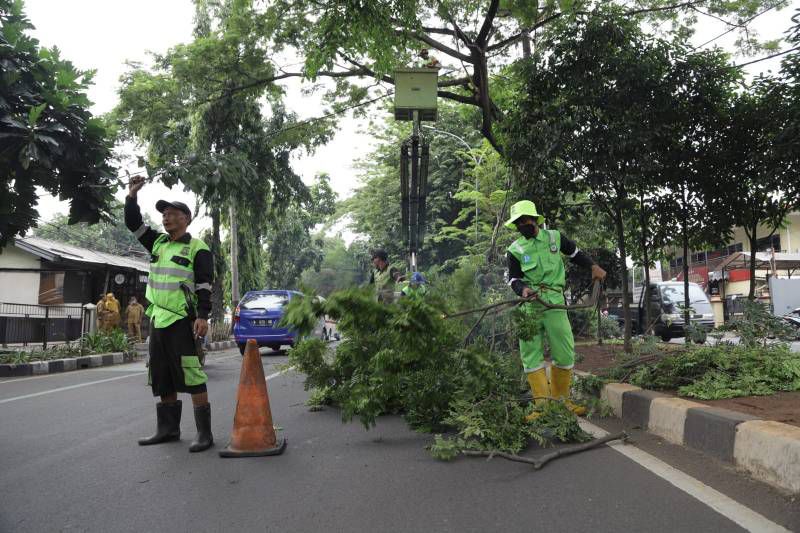 Korban Pohon Tumbang Di Kota Tangerang Bisa Klaim Asuransi Begini Caranya