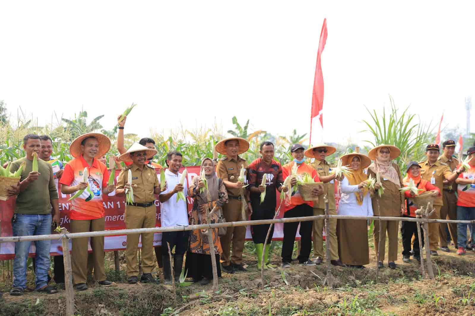 IMG-sambut-kemerdekaan-ri-dkp-kota-tangerang-gelar-panen-jagung-bersama