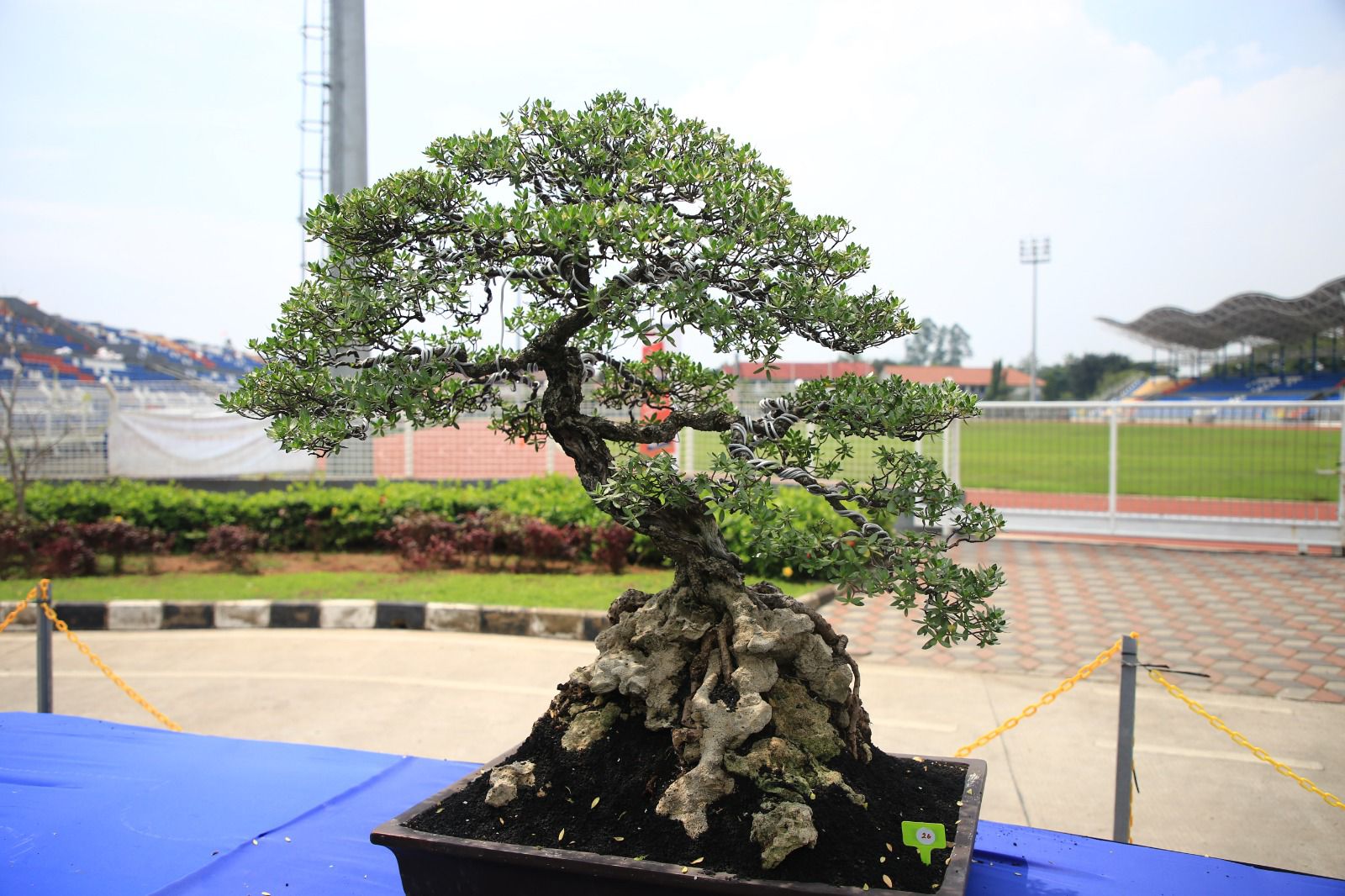 IMG-ratusan-pohon-peserta-meriahkan-perlombaan-bonsai-benteng-on-action-piala-wali-kota-tangerang