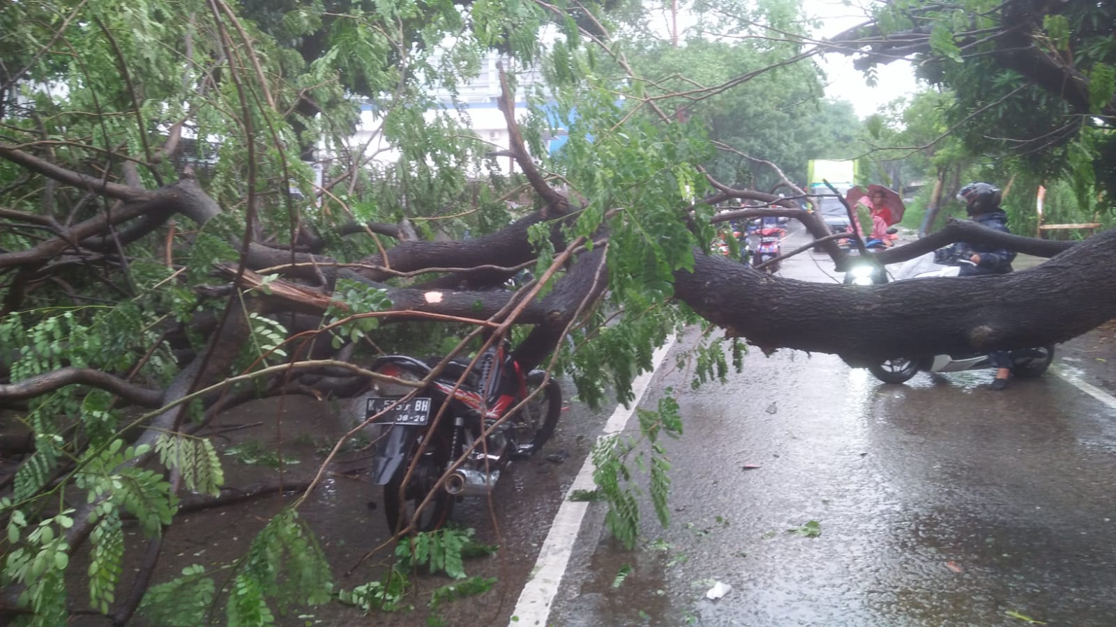 Tertimpa Pohon Tumbang Di Jalan Kota Tangerang Begini Prosedur Klaim Asuransinya