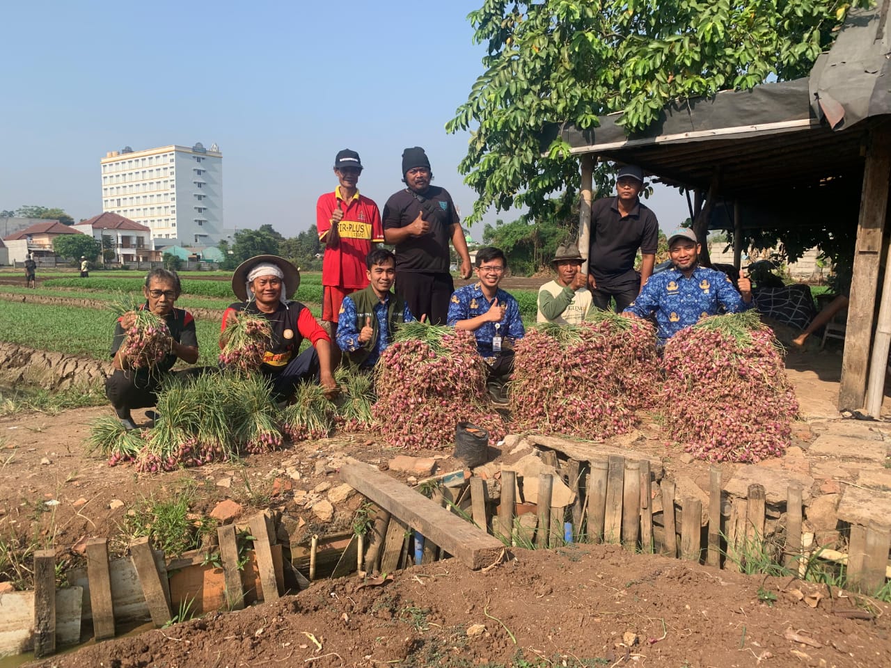IMG-petani-kota-tangerang-sukses-panen-bawang-merah-hingga-600-kilogram
