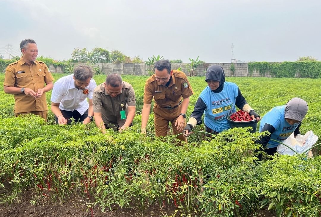 petani-kota-tangerang-sukses-panen-cabai-merah-keriting