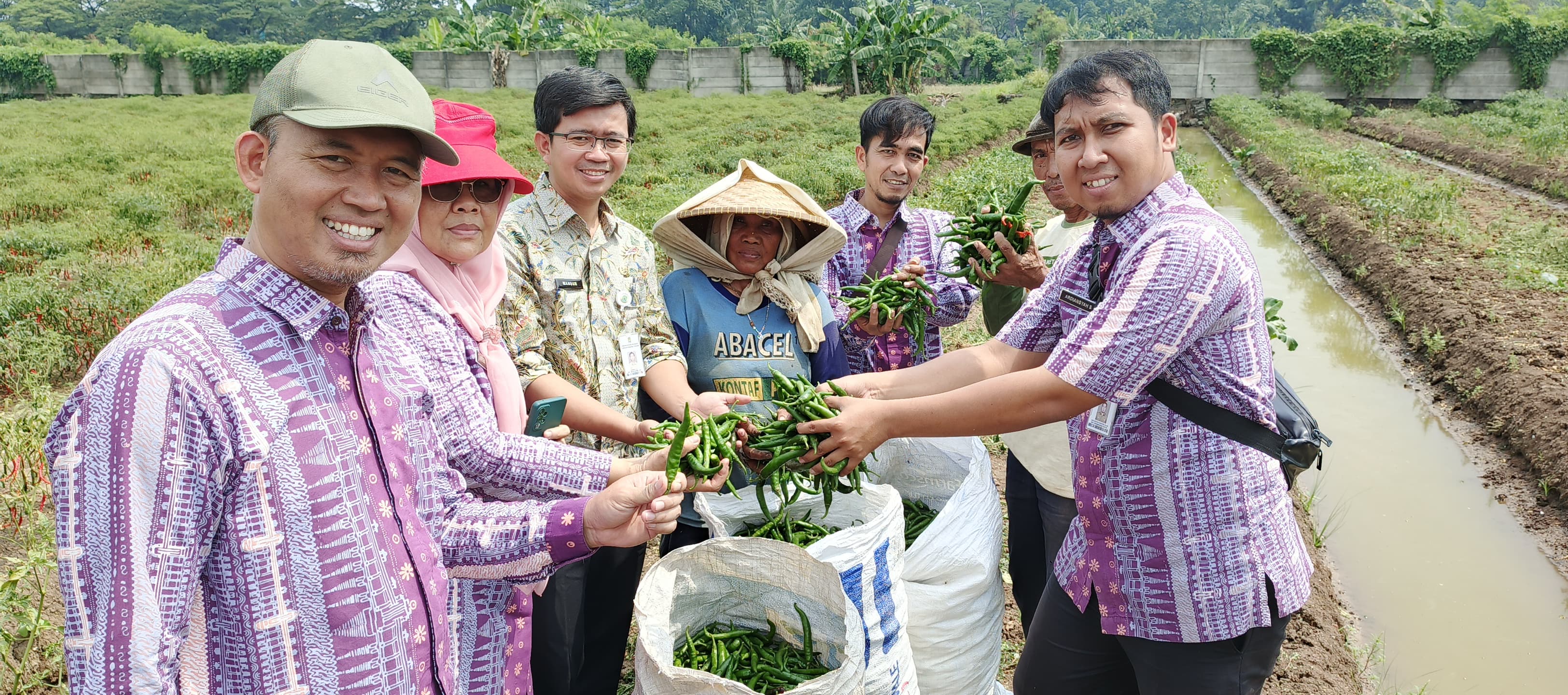 petani-kota-tangerang-panen-4-42-kuintal-cabai-hijau-besar