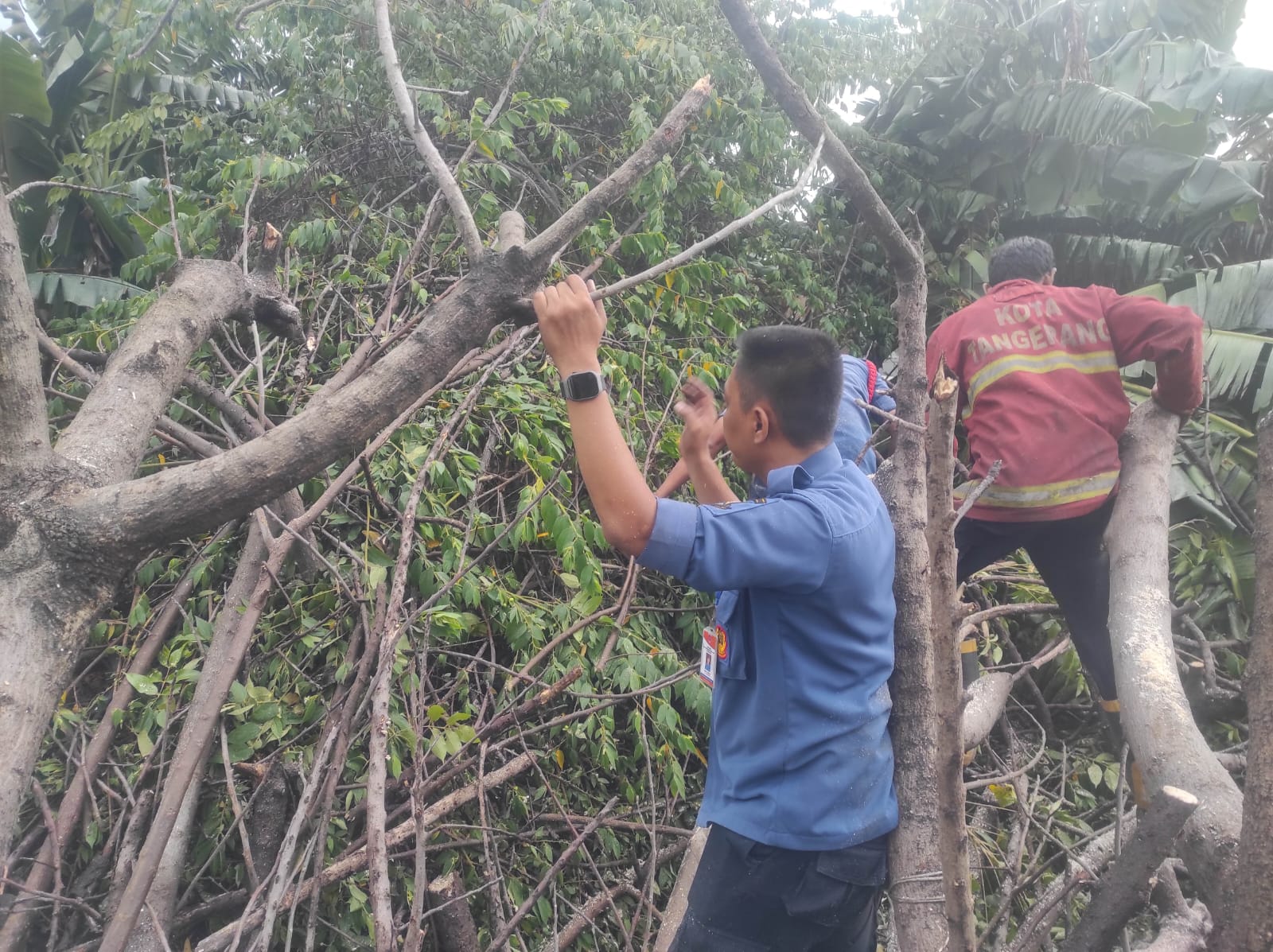 hujan-disertai-angin-kencang-petugas-gabungan-cepat-tanggap-tangani-banjir-hingga-pohon-tumbang-di-kota-tangerang