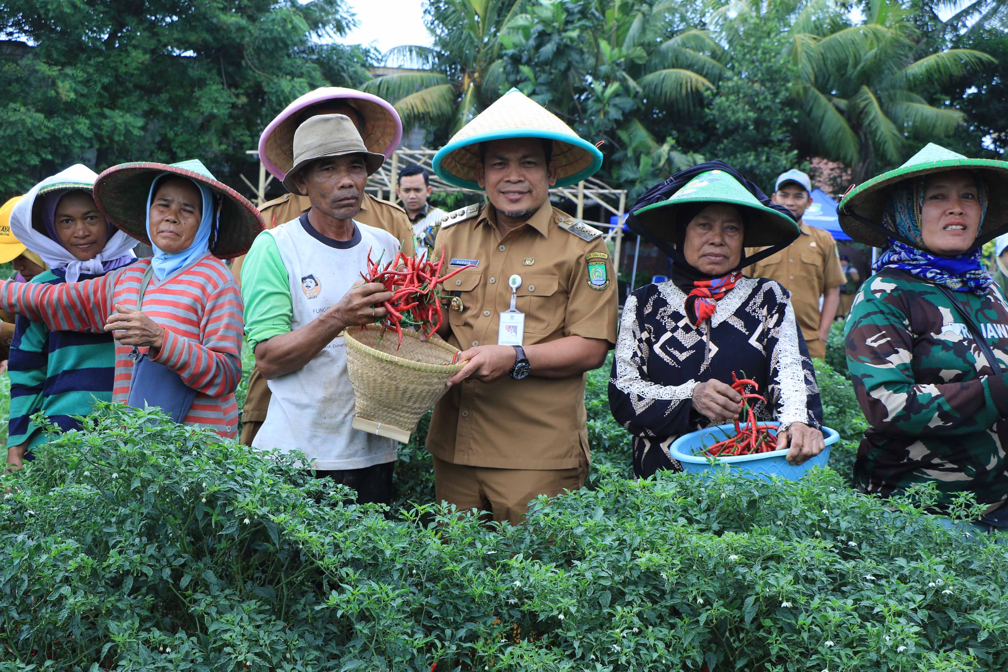 panen-cabe-3-tiga-ton-dr-nurdin-perkuat-ketahanan-pangan-dan-pengendalian-inflasi