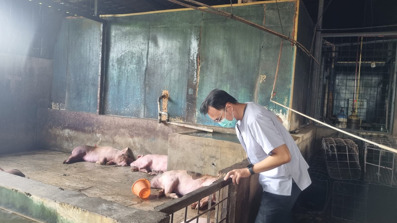 zero-kasus-african-swine-fever-pemkot-tangerang-imbau-masyarakat-tetap-siaga