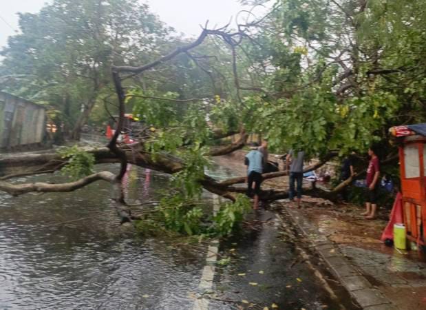 pemkot-tangerang-gerak-cepat-evakuasi-pohon-tumbang-di-sejumlah-lokasi-akibat-hujan-deras