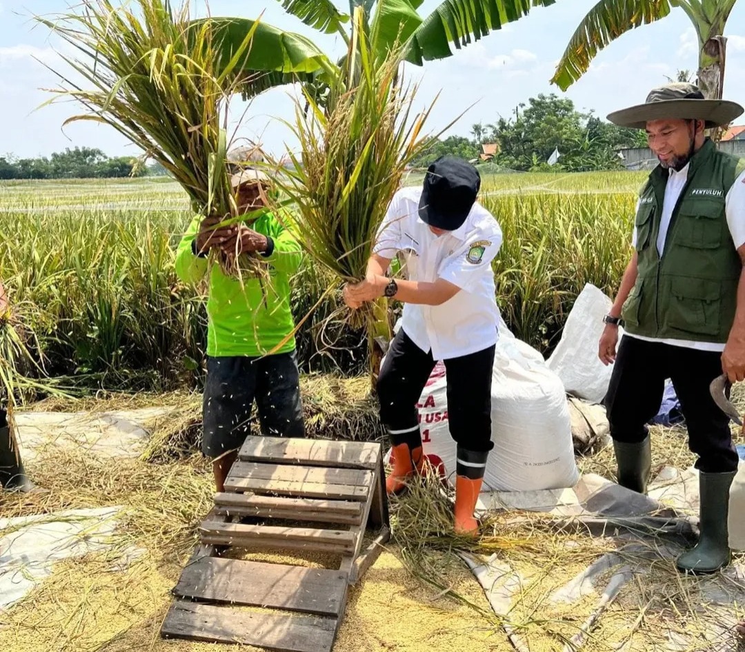 terapkan-metode-jajar-legowo-kelompok-tani-kota-tangerang-berhasil-tingkatkan-hasil-panen