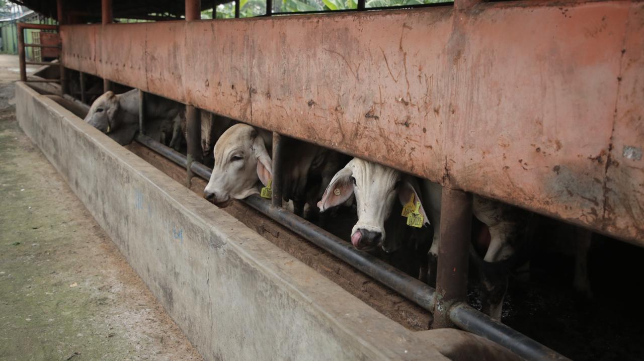 IMG-jelang-iduladha-1446-h-rph-bayur-kota-tangerang-hadirkan-fasilitas-pemotongan-hewan-kurban-terjangkau