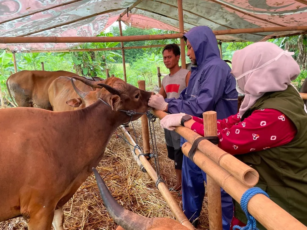 pemkot-tangerang-periksa-12-636-hewan-kurban-pastikan-bebas-wabah-zoonosis