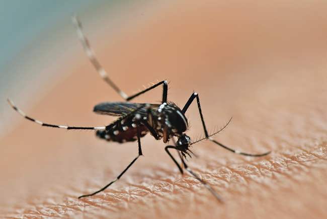 dinkes-kota-tangerang-imbau-masyarakat-waspada-ancaman-chikungunya-di-masa-peralihan-musim