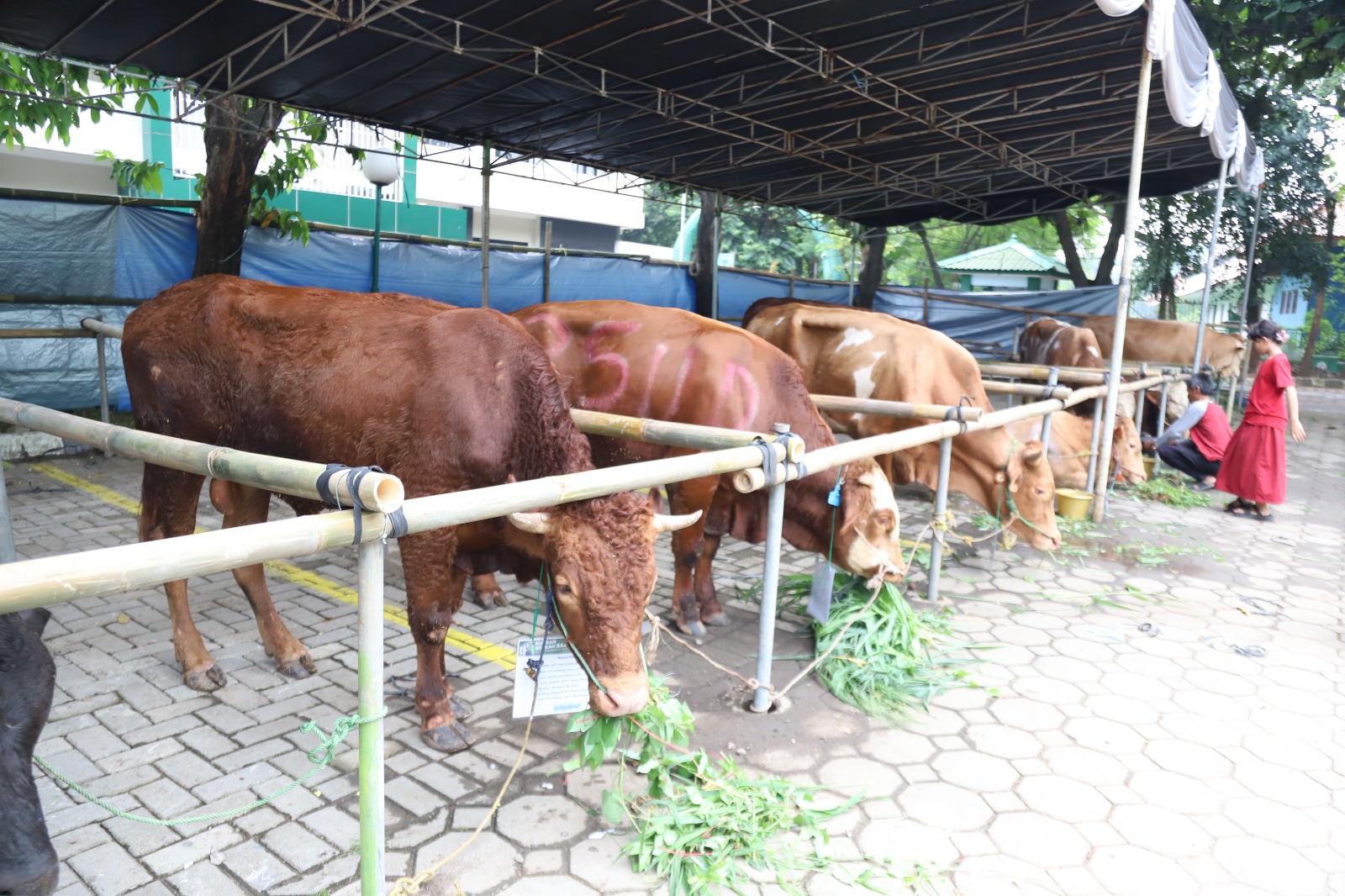 masjid-raya-al-a-zhom-kota-tangerang-targetkan-bagikan-3-ribu-kupon-daging-kurban