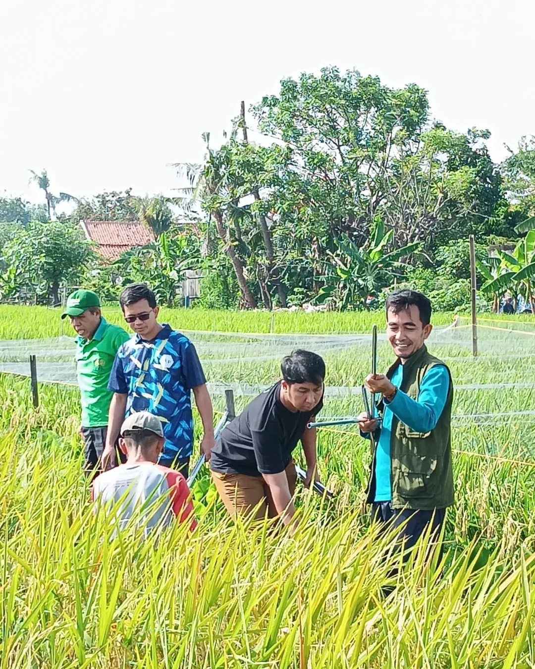 dkp-dan-bps-kolaborasi-ukur-produktivitas-padi-di-lahan-petani-kota-tangerang