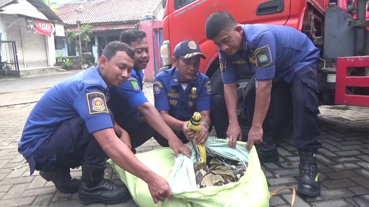 upt-damkar-ciledug-kota-tangerang-evakuasi-ular-piton-berbobot-100-kg-dari-sebuah-gudang