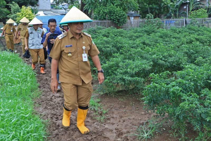 Panen Cabe Tiga Ton Dr Nurdin Perkuat Ketahanan Pangan Dan Pengendalian Inflasi