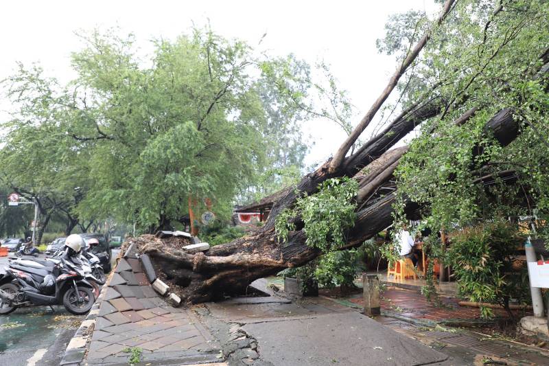 Ini Cara Klaim Asuransi Korban Pohon Tumbang di Kota Tangerang